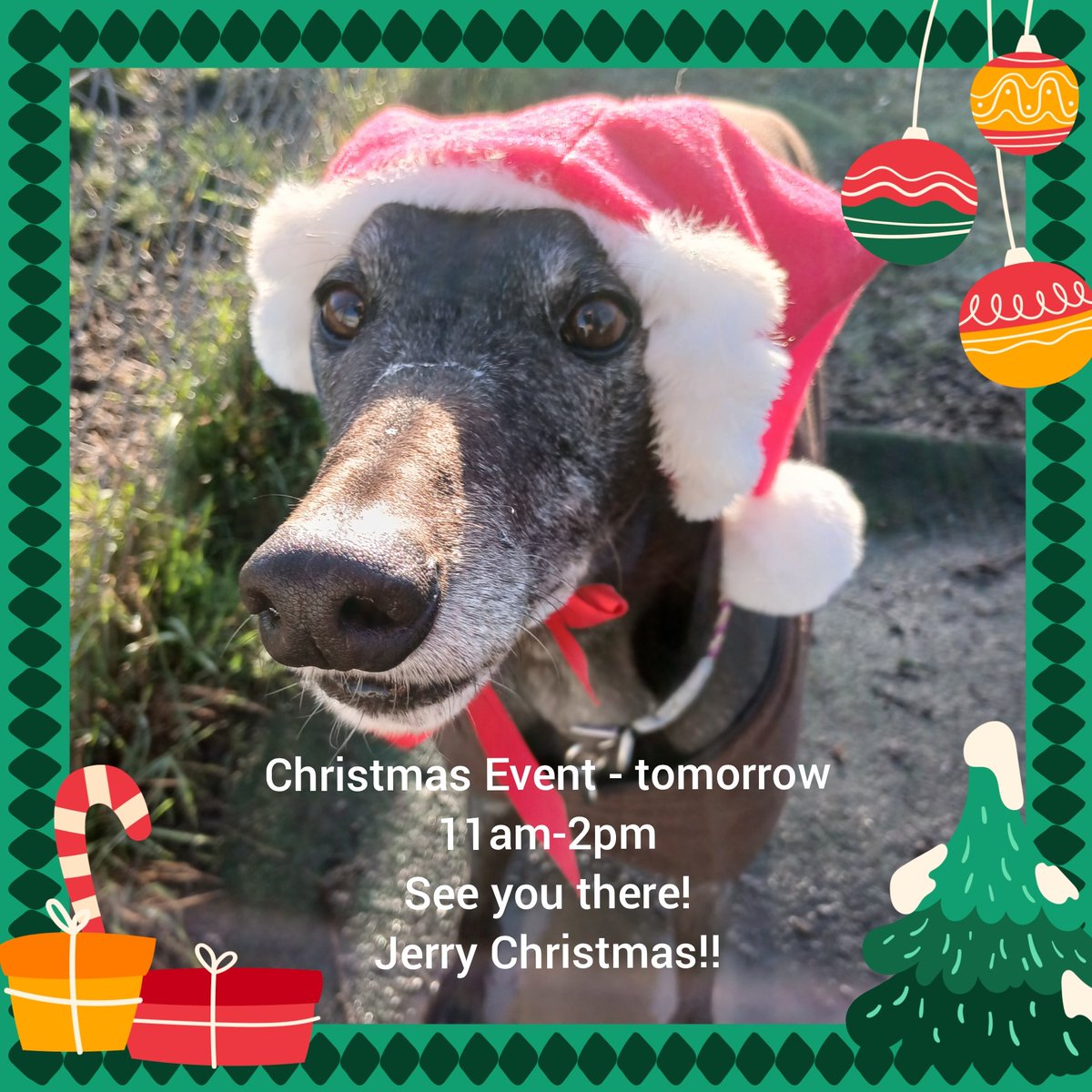 Whittingham Kennels - Retired Greyhounds Charity tweet media