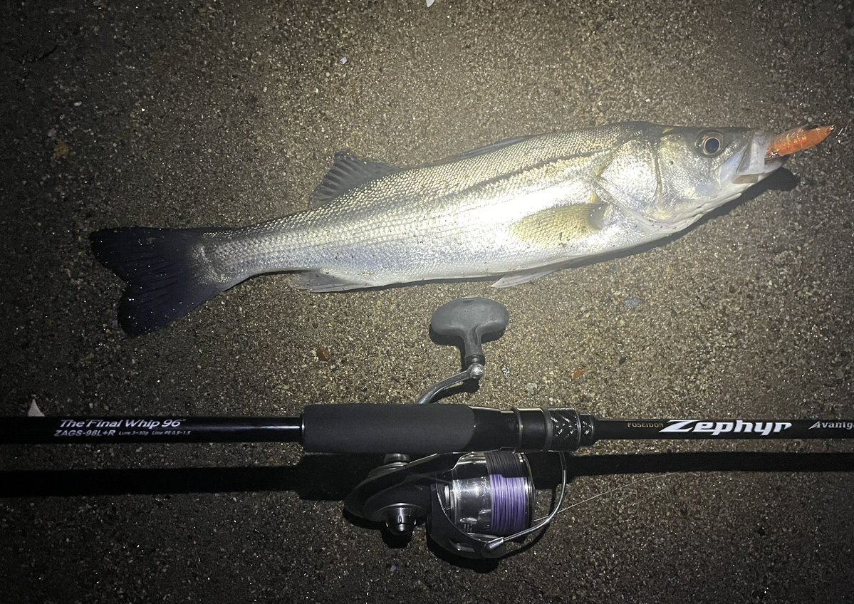 エバーグリーン