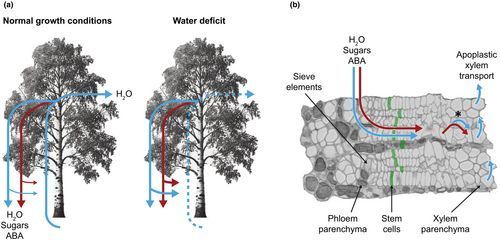 #TansleyInsight | On growth and flow: hydraulic aspects of aboveground meristems

Juan Alonso-Serra 👇

📖 nph.onlinelibrary.wiley.com/doi/10.1111/np…

#LatestIssue #TansleyMedal