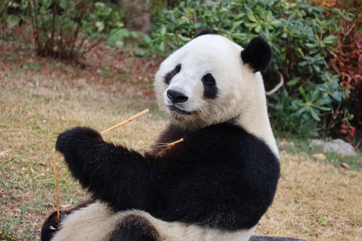 上野散歩🐼2025/12/20(土)　始発で上野に向かい約4時間半並んで会いに行ったシャオ🐼　
しあわせな時間をありがとう✨
きみのこれからもずっとずっと応援しているよ🤗大好きだよ～シャオ🐼🫶
#恩賜上野動物園 
#パンダのもり 
#ジャイアントパンダ
#シャオシャオ 
#開園待ちの楽しい時間
