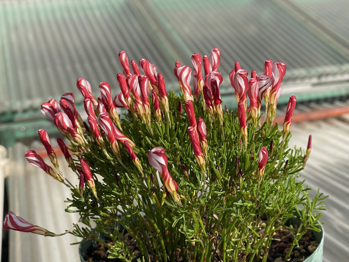 conocono (@Hiro_SUDO) / Posts / X