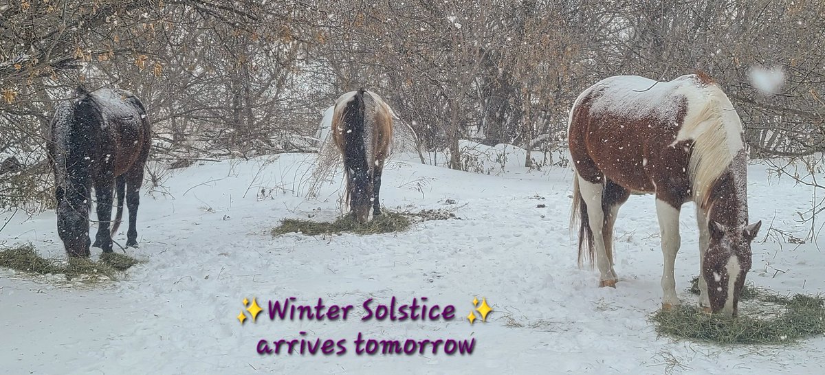 JBMEquiFarms's tweet photo. #SolsticeCountdown
✨️tomorrow is the Solstice✨️
The ... snowflake that looks like a heart ...❤️
#manitoba #horses
#winter #heart https://t.co/JJQstNXqyu