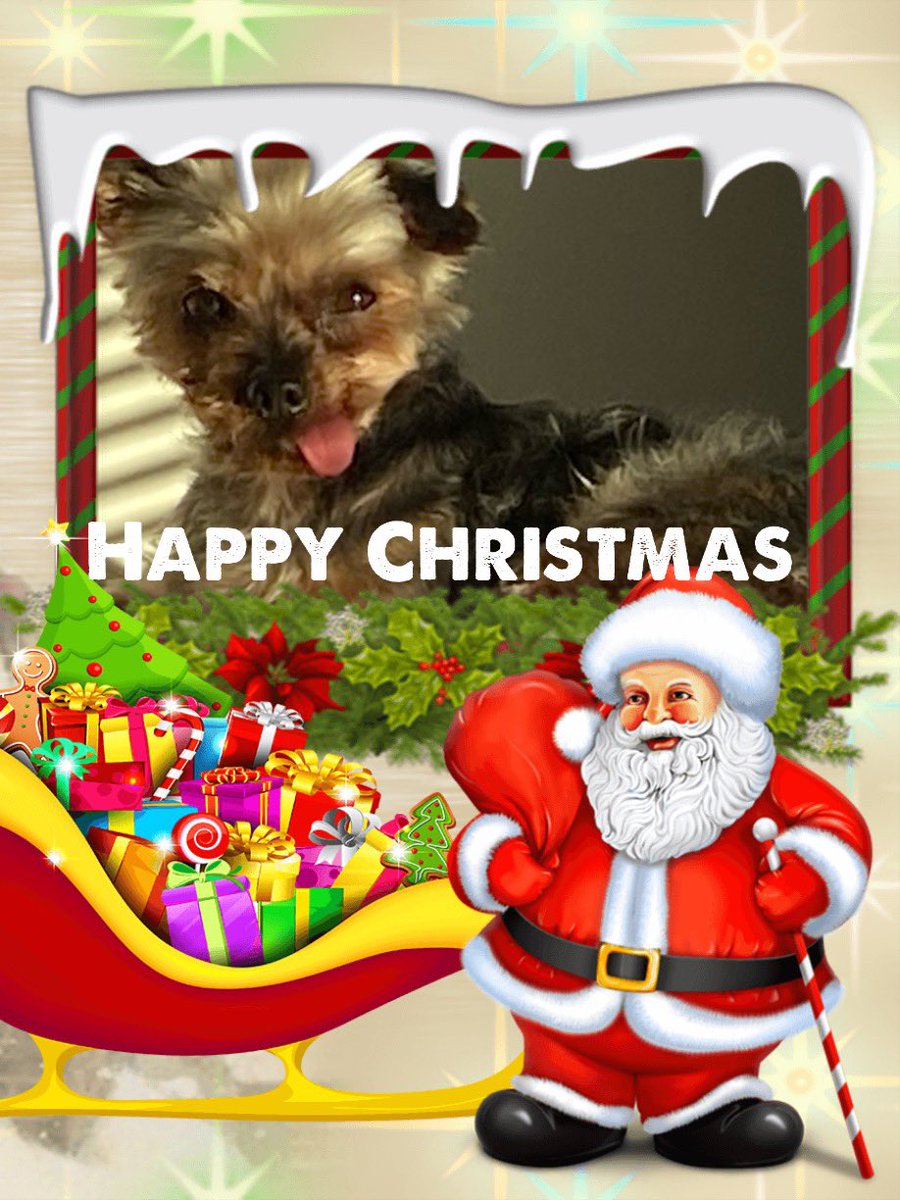 BettyPrincessD2's tweet photo. @CanadianPenny1 Hi Rose, welcome and Happy Christmas from Mabel, Ed and Hoomum in Scotland 😘😘 https://t.co/YiqhbyW4QH