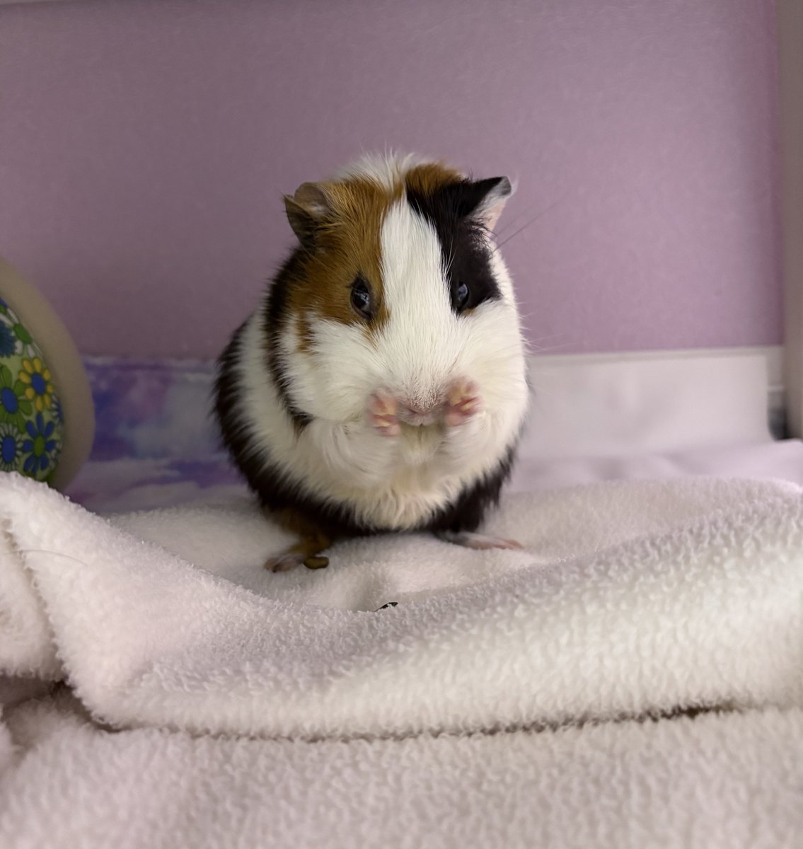 オコチヤンカイヌシ tweet media