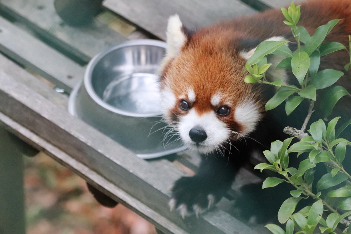 シール配りjoy93 (@joy93_redpanda) / Posts / X