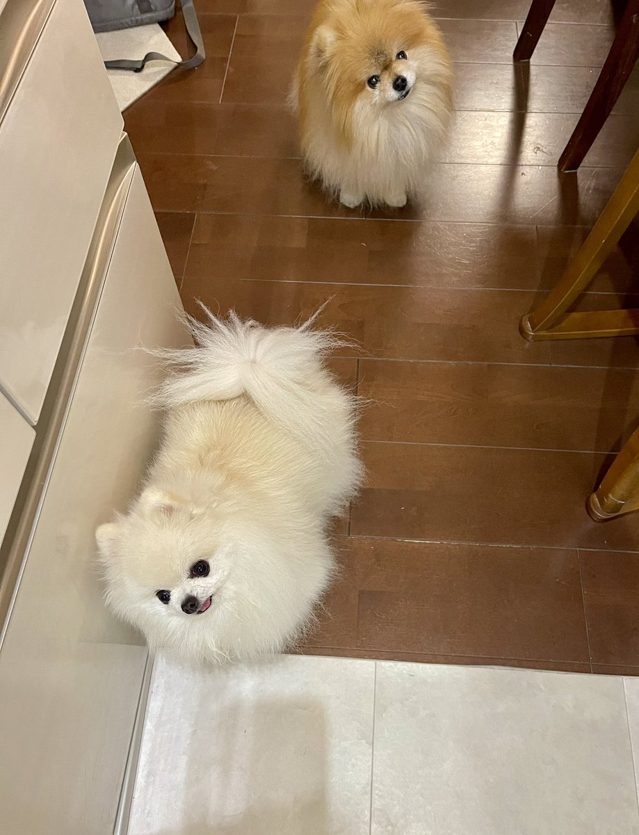 ポメラニアもふもふ3匹 (@ak1toPome) / Posts / X