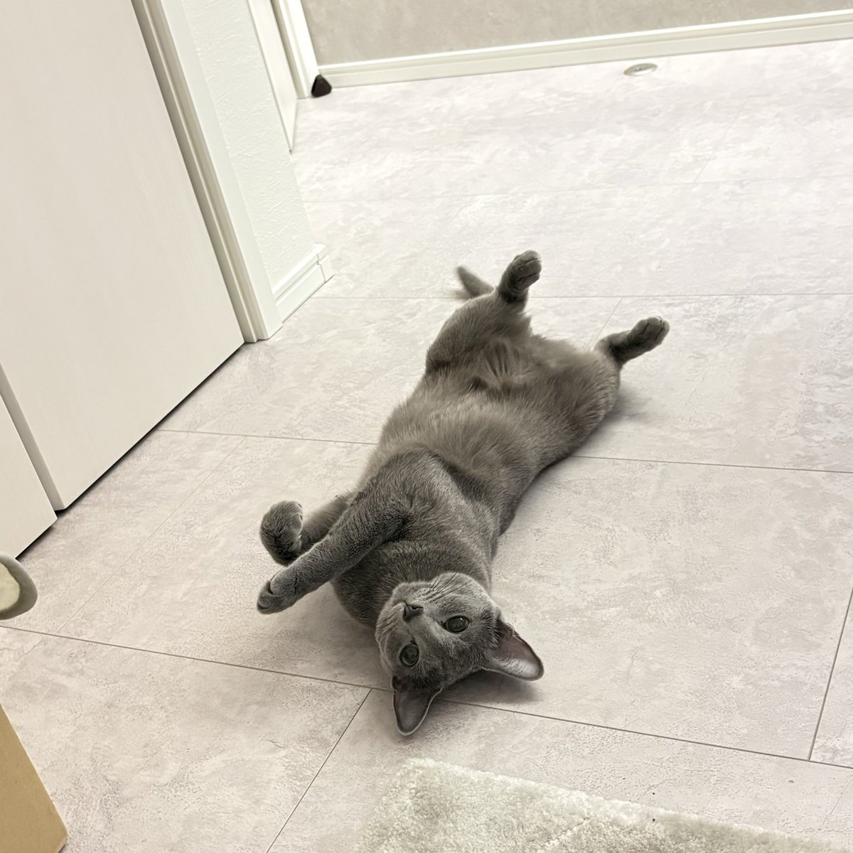 ロシアンブルーのシアン🐈‍⬛ (@kana_cosme123) / Posts / X