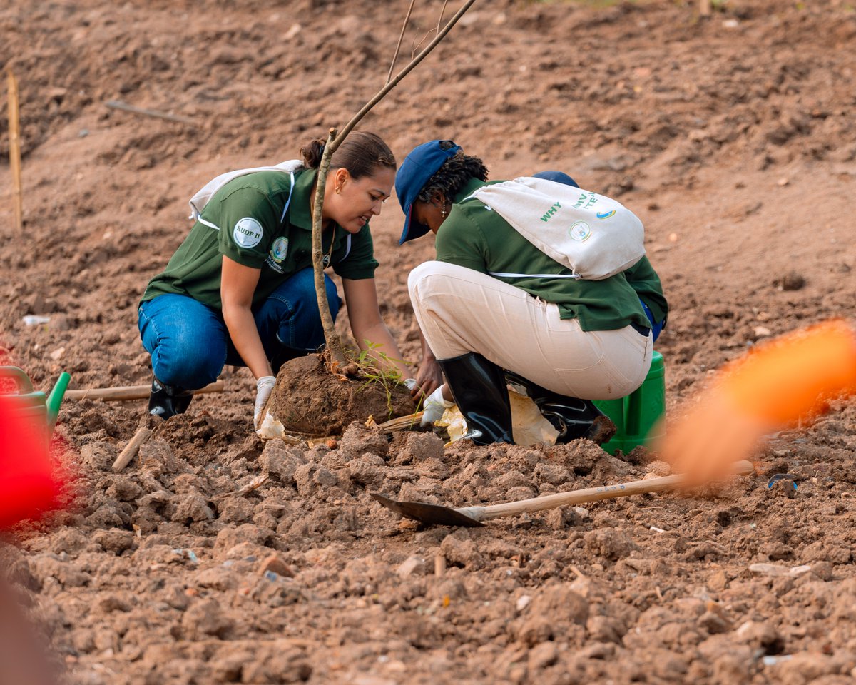REMA_Rwanda's tweet image. Umuganda udasanzwe witabiriwe n'abayobozi mu nzego zitandukanye, abaturage b'umujyi wa Kigali n'abafatanyabikorwa batandukanye mu kubungabunga ibidukikije.

Ibiti byatewe mu gishanga cya Rugenge-Rwintare bizafasha mu gusubiranya indiri z'urusobe rw'ibinyabuzima.

#GreenRwanda🇷🇼🌿