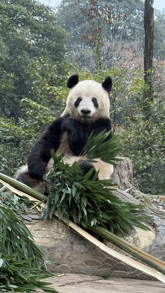 シャンシャンの家 (@NanSenko78281) / Posts / X