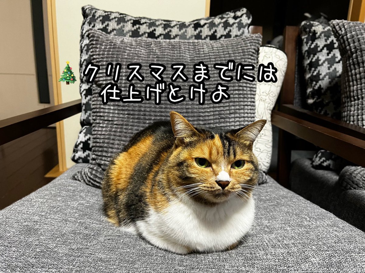 ねこねこ空港 (@nekoneko747) / Posts / X