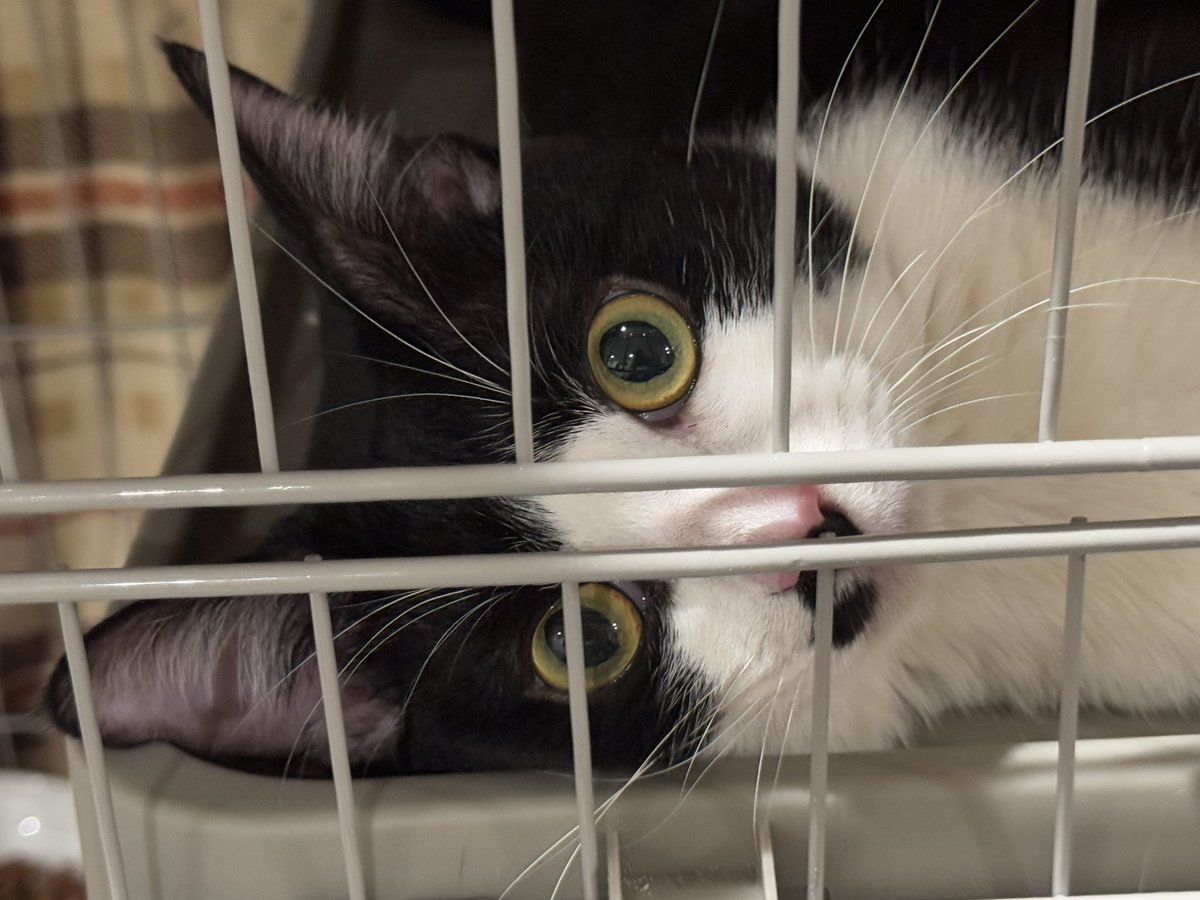 杏奈ʕ·͡·ʔくますけ (@achan000c) / Posts / X