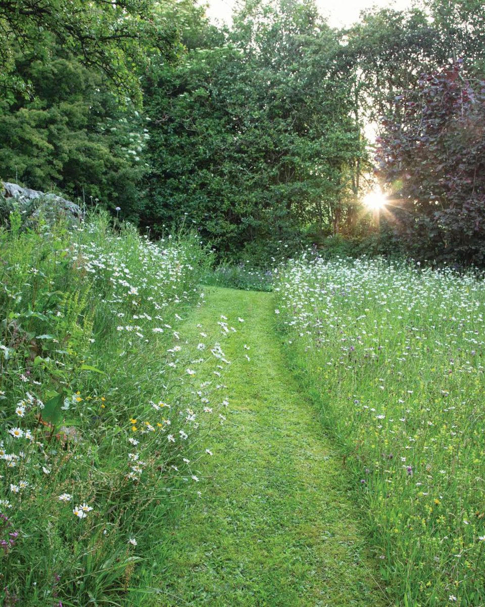 GdnsIllustrated's tweet image. This is what happens when a garden designer couple with wildly different tastes take on a new home garden 🌿

🔗 gardensillustrated.com/gardens/countr…

📸 Annaïck Guitteny
✍️ Jack Wallington

#gardendesign