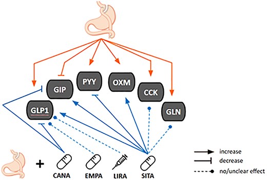 Obesity and Endocrinology tweet media