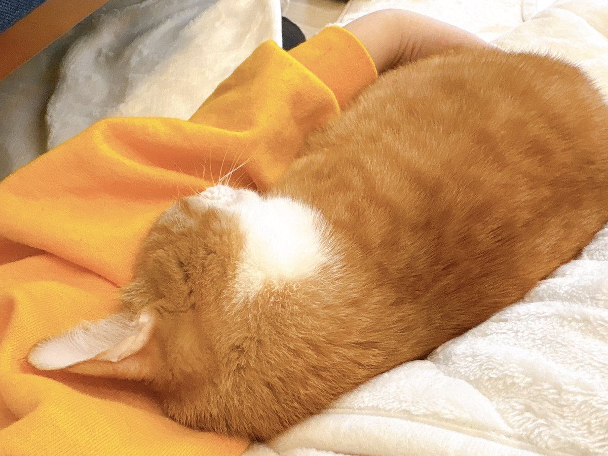 Post by きなこ on X: 大好き