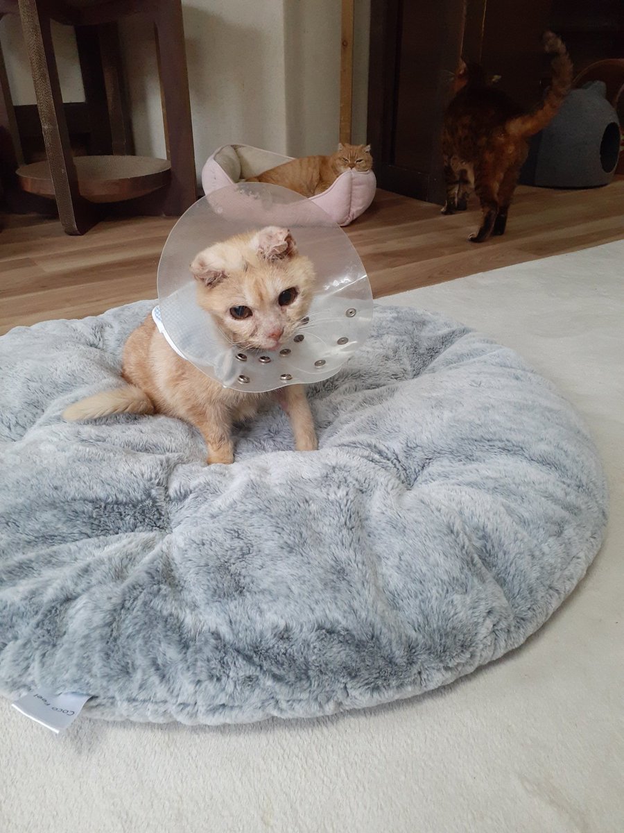 きゃりこ ねこほーむ きゃりこ公園口 (@catcafecalico) / Posts / X