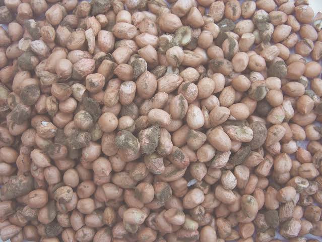 popoolaadaniel's tweet image. This is the groundnut of death💔💔💔. Those mouldy spots on it? They produce aflatoxins.

Aflatoxins destroy the liver.
They cause liver failure.
They kill. 💔💔

You can’t wash them off.
You can’t pick “good ones” out.

If it’s mouldy, throw it away.

Share aggressively.
This is…