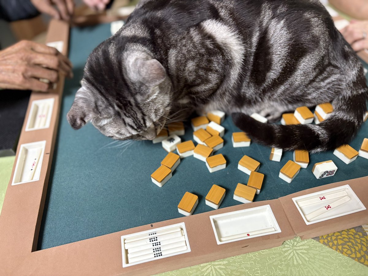 toc000's tweet image. 猫、襲来🀄️