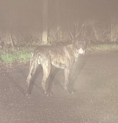 MissingTarn81's tweet photo. 20.12.25 Signalés errants : 1 chien Cane Corso bringé + 1 autre chien plus petit, à Cambounès. #Tarn https://t.co/x1dZC7Lyxq