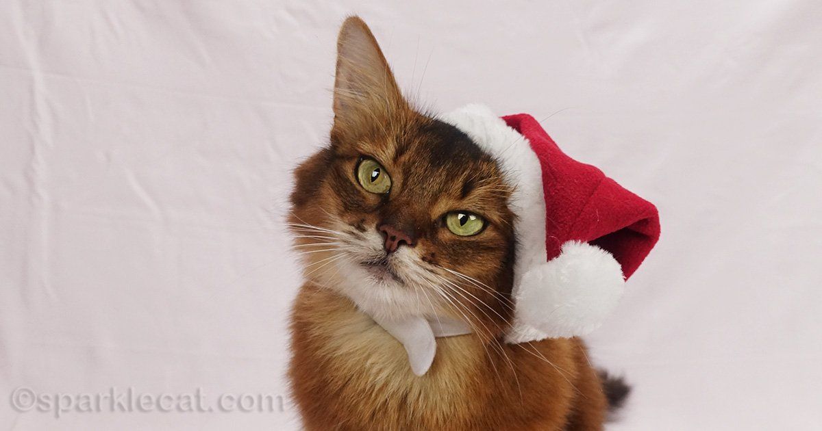 sparklecat's tweet image. Did you know that the holidays have cat rules? If not, you'd better learn them - here they are: buff.ly/QVEkNly #catrules #catchristmas