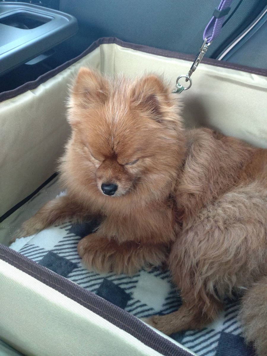 ちゃちゃまるページ① 👒ちゃちゃまる👜 (@chachamaru_p) / Posts / X