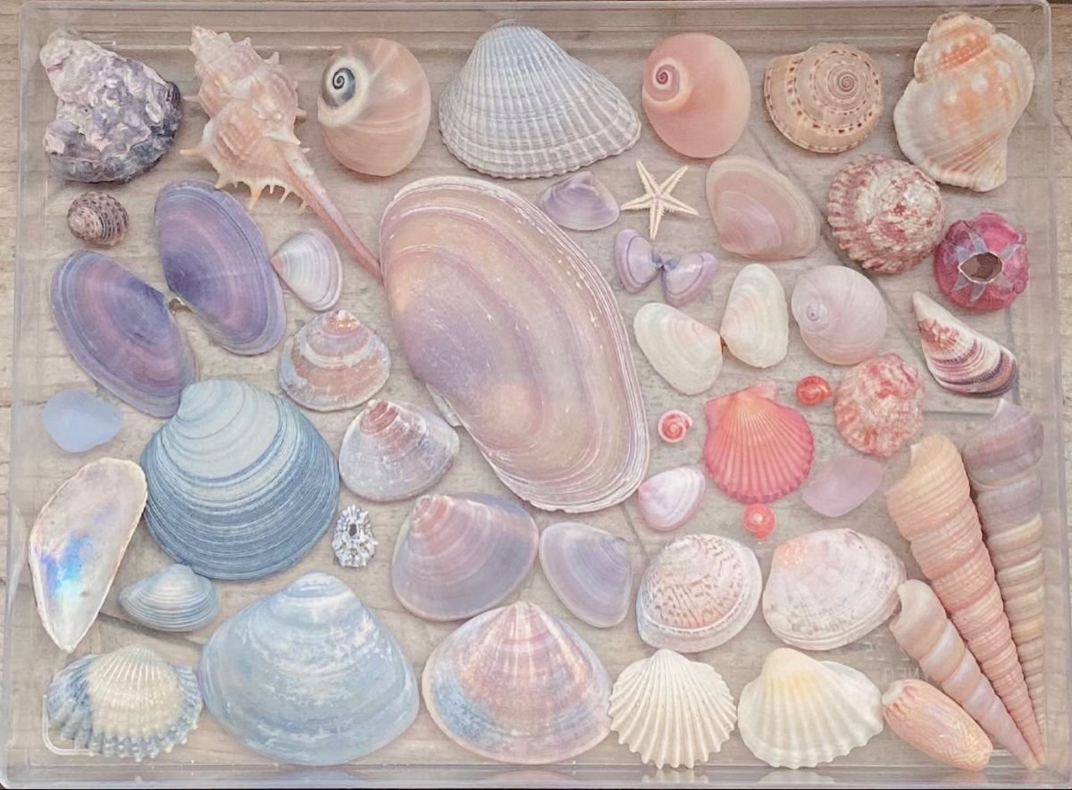 lavieestbelIe's tweet image. Pastel shells