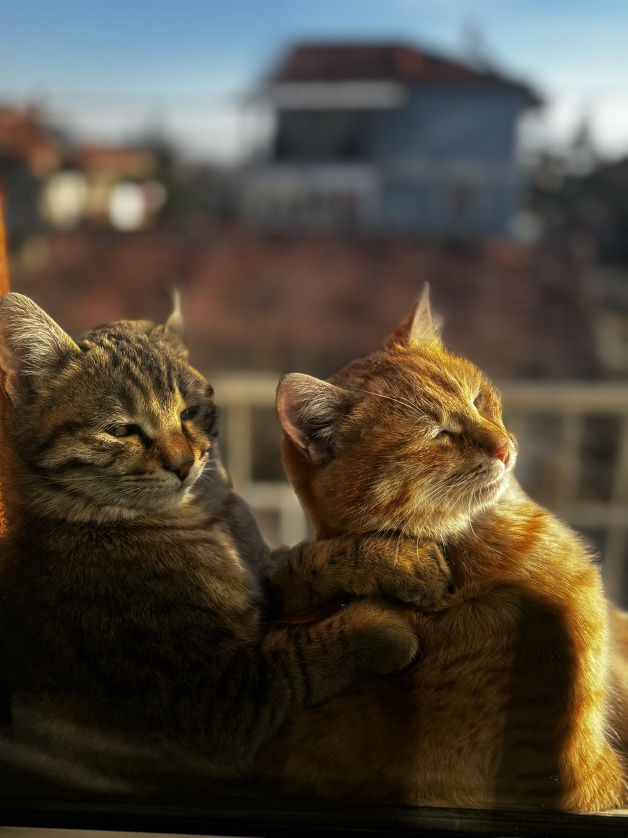 cnntgr's tweet photo. 🫠🫠🫠Ai olmadığına inanabiliyo musunuzz🥹🥹 Dont touch meow 🫠🫠 https://t.co/vKnOobxGsU
