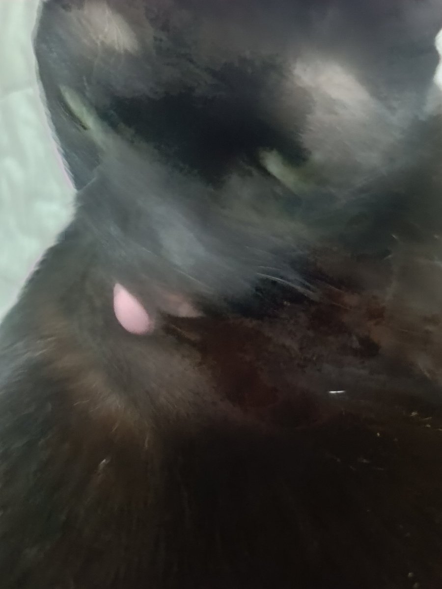 ใครบอกว่ากัปตันชอบถ่ายรูปแกล้งแมว นี่ปีใหม่