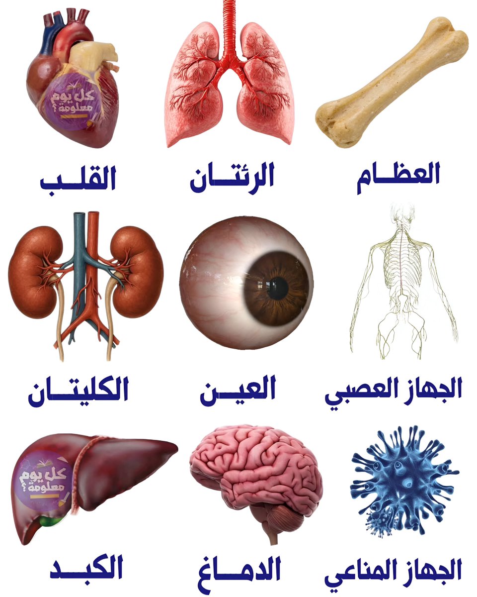 ✅️ للحفاظ على العظام : التعرض للشمس

✅️ للحفاظ على الرئتان : تمارين التنفس

✅️ للحفاظ على القلب : مشي يوميا

✅️ للحفاظ على الجهاز العصبي : تعلم مهارات جديدة

✅️ للحفاظ على العين : استراحات منتظمة من الشاشات

✅️ للحفاظ على الكليتان : شرب الكثير من الماء
 
✅️ للحفاظ