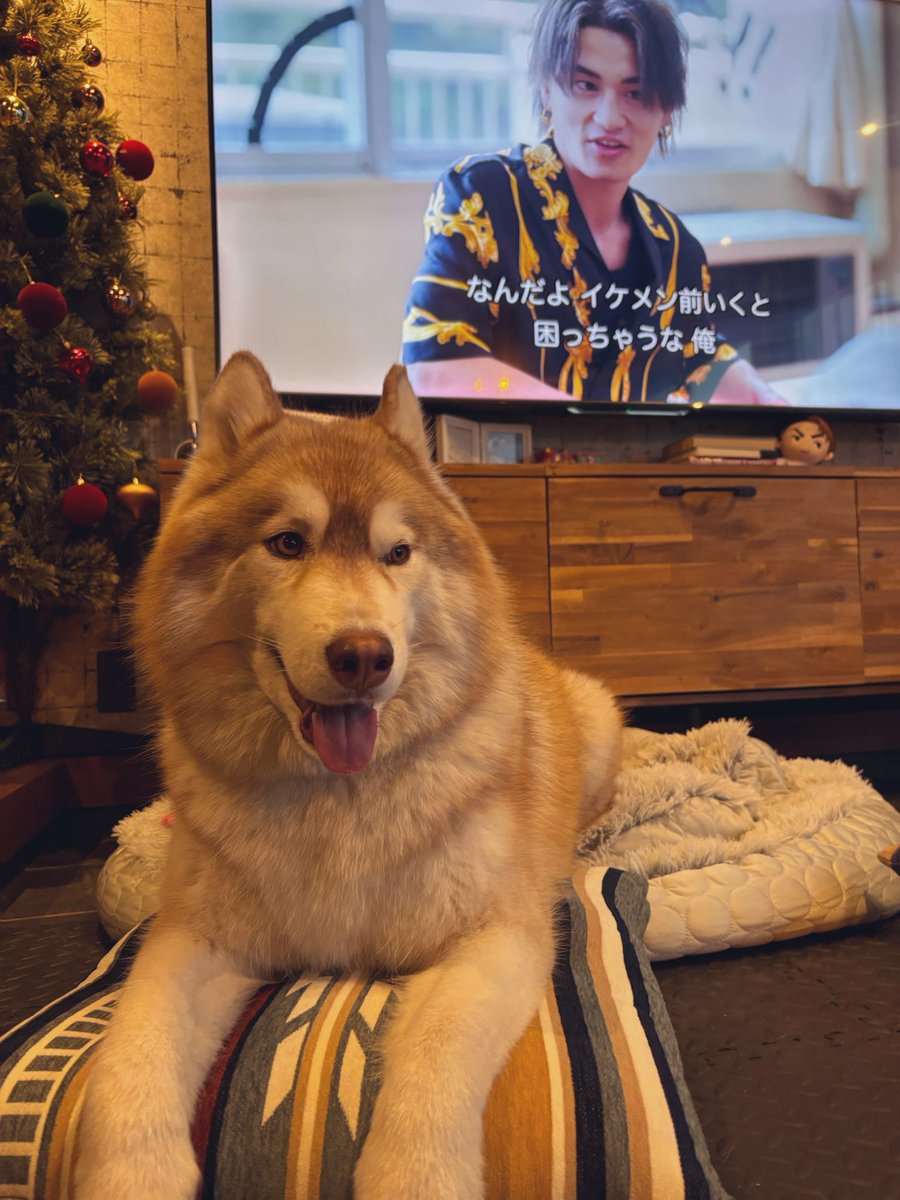 茶々丸チャチャチャ👐 (@chacha_maru1113) / Posts / X