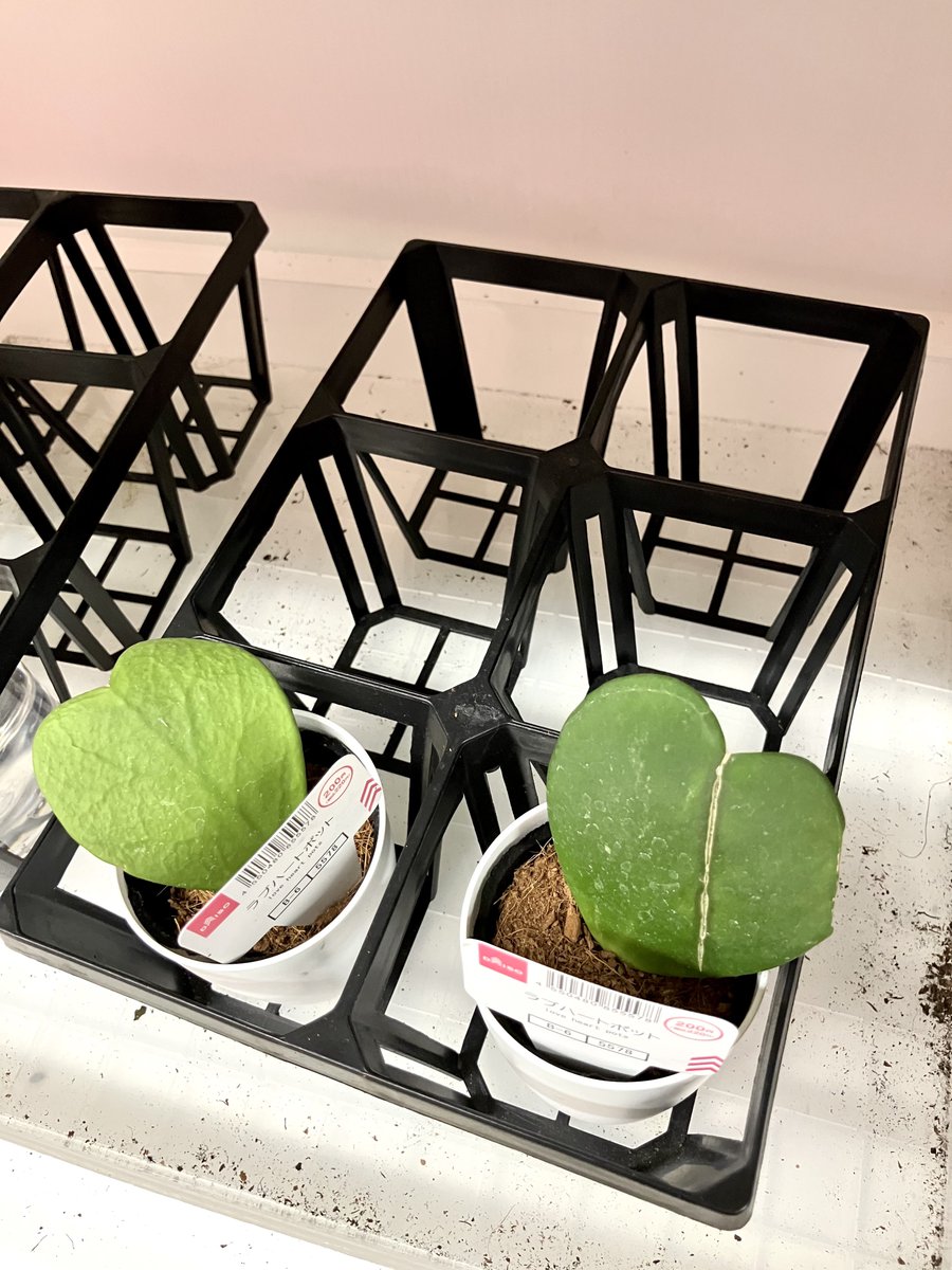 iMac (@mac_iha) / Posts / X