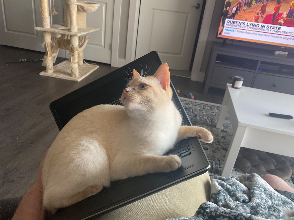 dannyisaphantom's tweet photo. @vxunderground @ivycybered my humble submission, she refuses to let me work lol https://t.co/UH6bd0S3d4