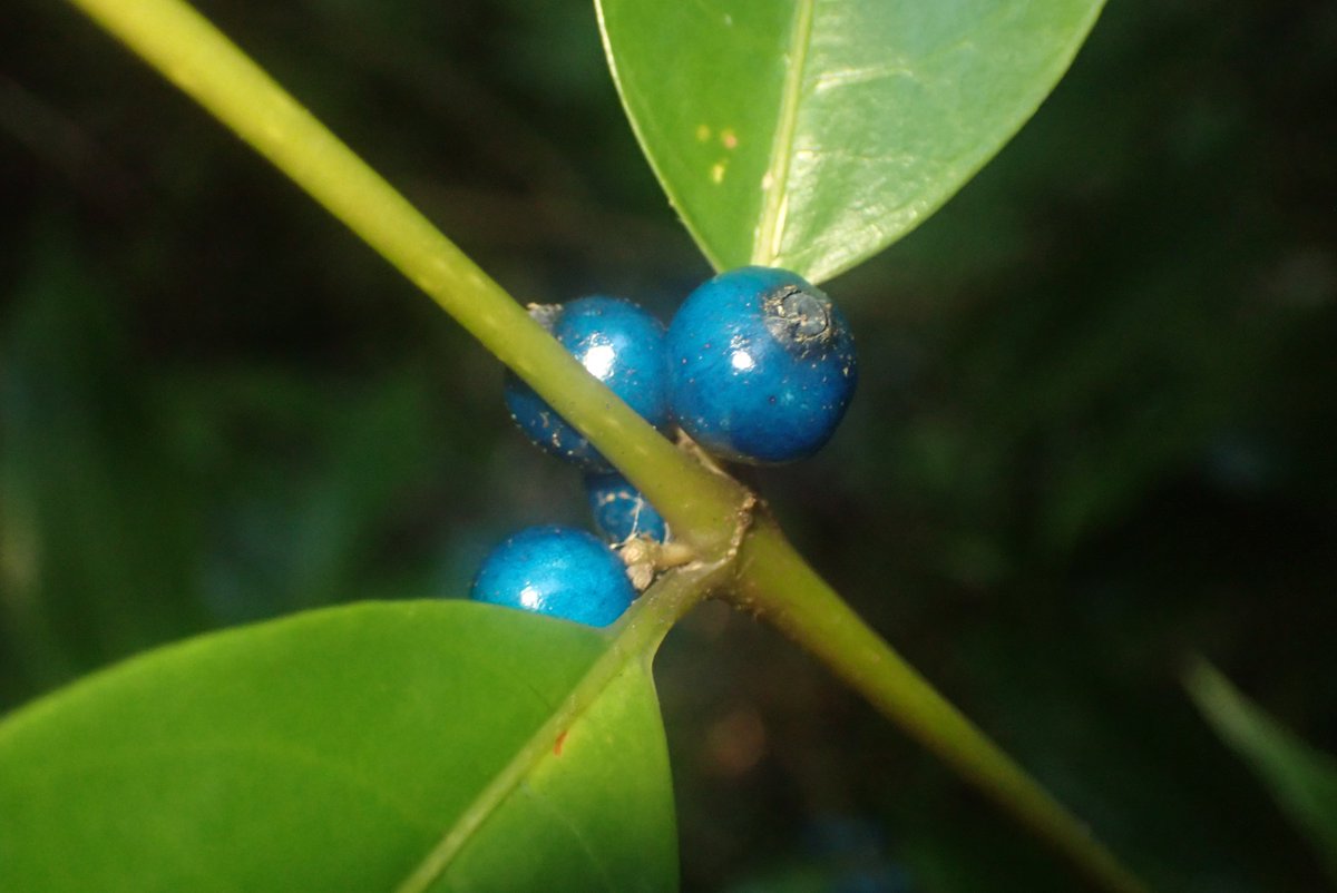 comiteeee's tweet image. ・ルリミノキ
冬に色づく木の実は赤色が多くて、青系の色はかなり少ない。この子はそんなレアタイプ。木漏れ日が瑠璃色の実を照らしてたりすると光の加減で輝きが変わっていつまでも見飽きない