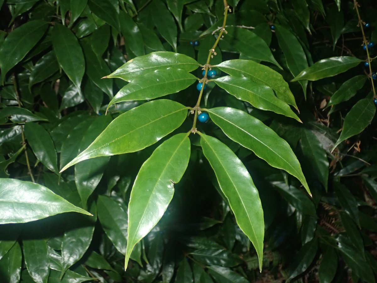 comiteeee's tweet image. ・ルリミノキ
冬に色づく木の実は赤色が多くて、青系の色はかなり少ない。この子はそんなレアタイプ。木漏れ日が瑠璃色の実を照らしてたりすると光の加減で輝きが変わっていつまでも見飽きない