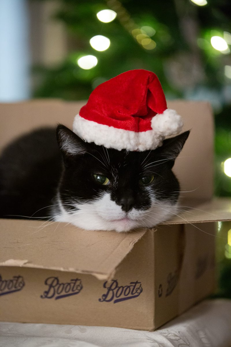 janetlloyd62's tweet photo. A 'purrrfect' box to relax in. Puss in boots. @BootsUK #cats #MerryChristmas https://t.co/FE3k0SadYJ