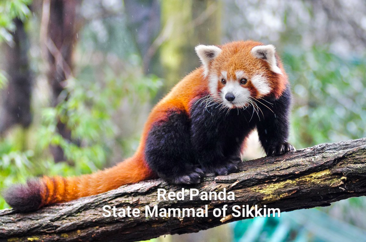 Risetosetindia's tweet image. #Gangtok
#Pelling 
#OrganicState 
#HimalayanLife 
#SikkimTourism
#SUNRISETOSUNSETINDIASSIHIMALAYANSOUL