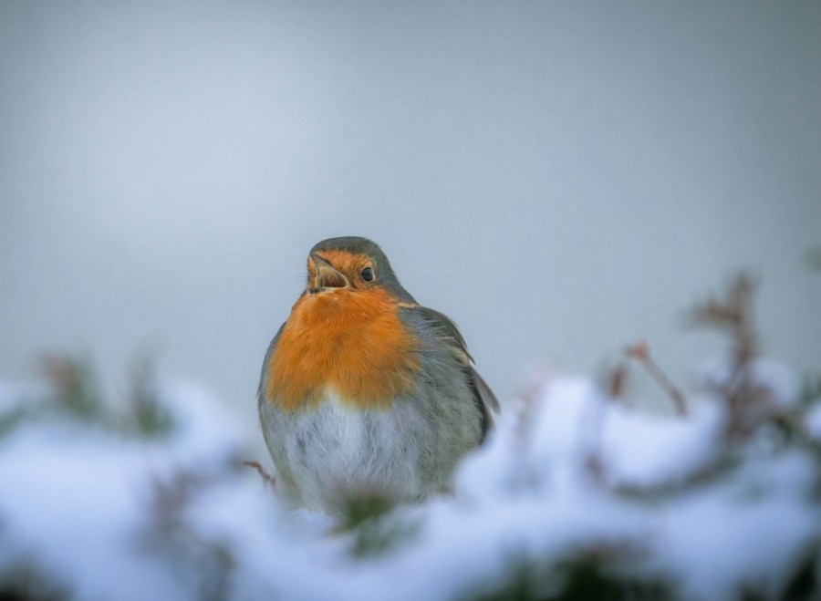 Izziņojam skaļi un tāli - gada īsāko dienu putnu vērošana ir sākusies! 
Ja palaidi garām rakstu, ieskaties tajā te - 
dabasdati.lv/lv/article/bal…

Sarkanrīklīte (Erithacus rubecula). Foto: Jānis Daugulis