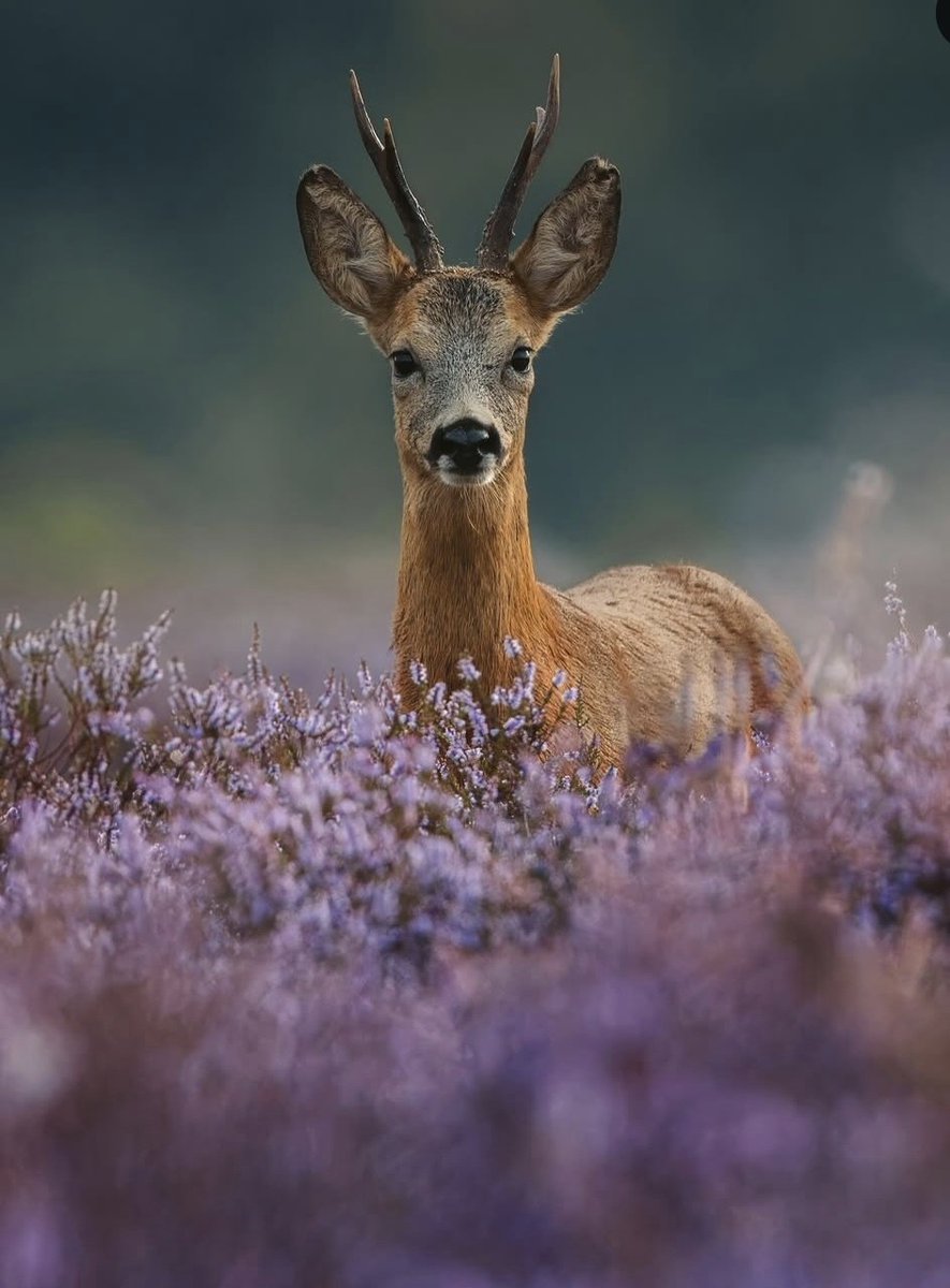 Başkasının yerine koy kendini: 
Ağlayan birine gül, inleyen birine sus deme.
Ağlayana omuz ver, inleyene çare ol.
Mevlana 
#Günaydın 
☕️☕️