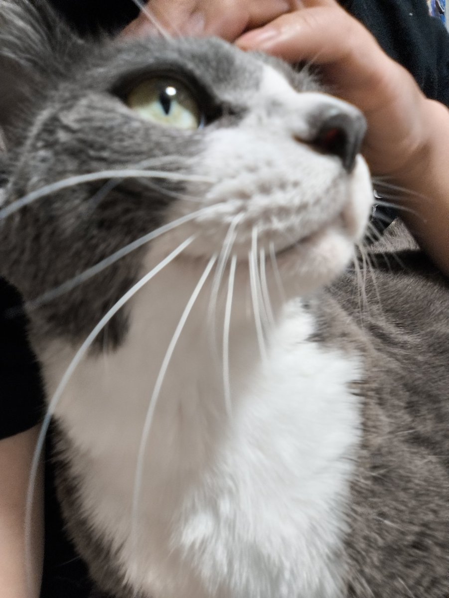 _dew1019's tweet photo. めずらしく家で電話したらナナちゃんが膝乗って甘えてきた😽 https://t.co/lJmRhHOvQH