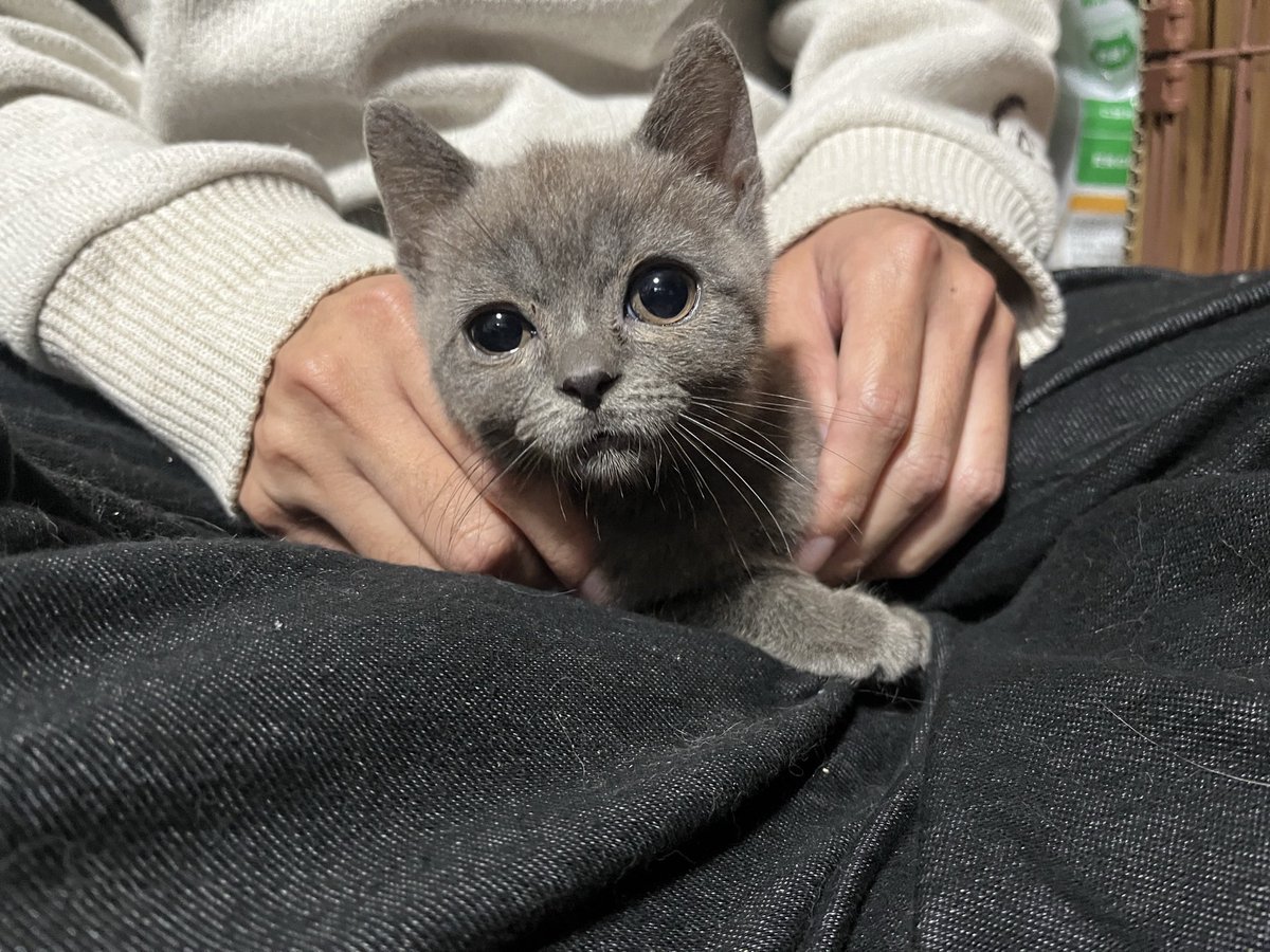 GonJEFstudy's tweet photo. 家に帰ったら、ついにこの子に会える……！
保護施設で最後に会ってから1ヶ月半
もう楽しみすぎて帰り道が長く感じる

この時点ではたしか3ヶ月弱
大きくなってるんだろうなぁ

#ブリティッシュショートヘア https://t.co/oDwoA3mG8R