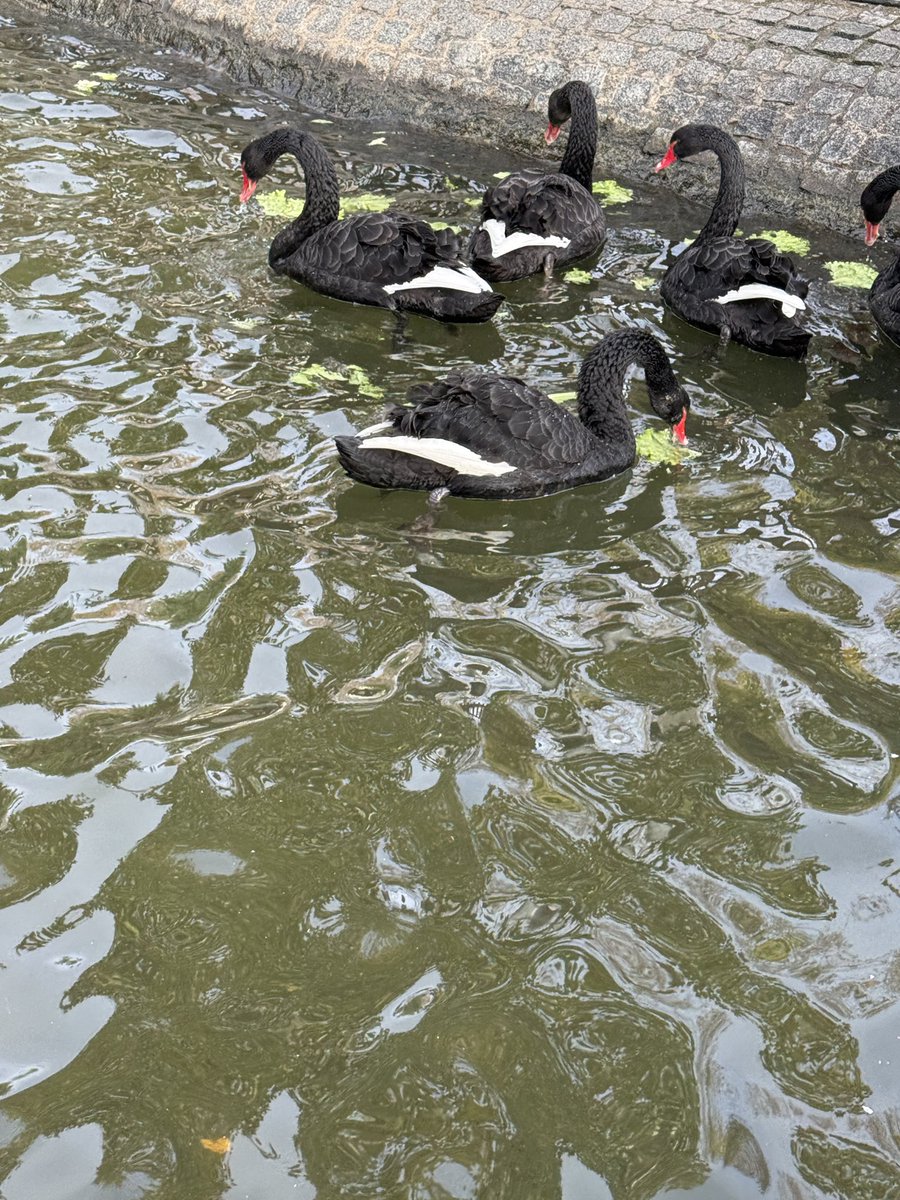 Galileo_Hukuk's tweet image. Günaydınnn kuğular ve diğerleri..

#guenaydin
#kuğu 
#animals 
#birds