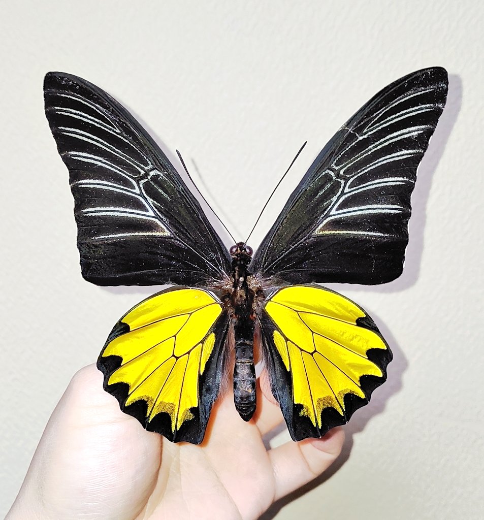 ※taye購入野外標本 標本屋のぶんぶん (@poly_specimen) / Posts / X