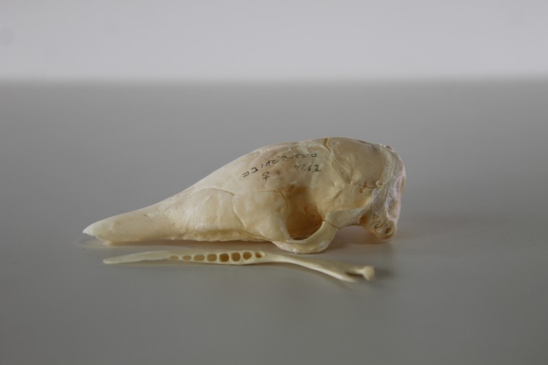 標本棚のラベル裏」を更新しました。 「037 ココノオビアルマジロ