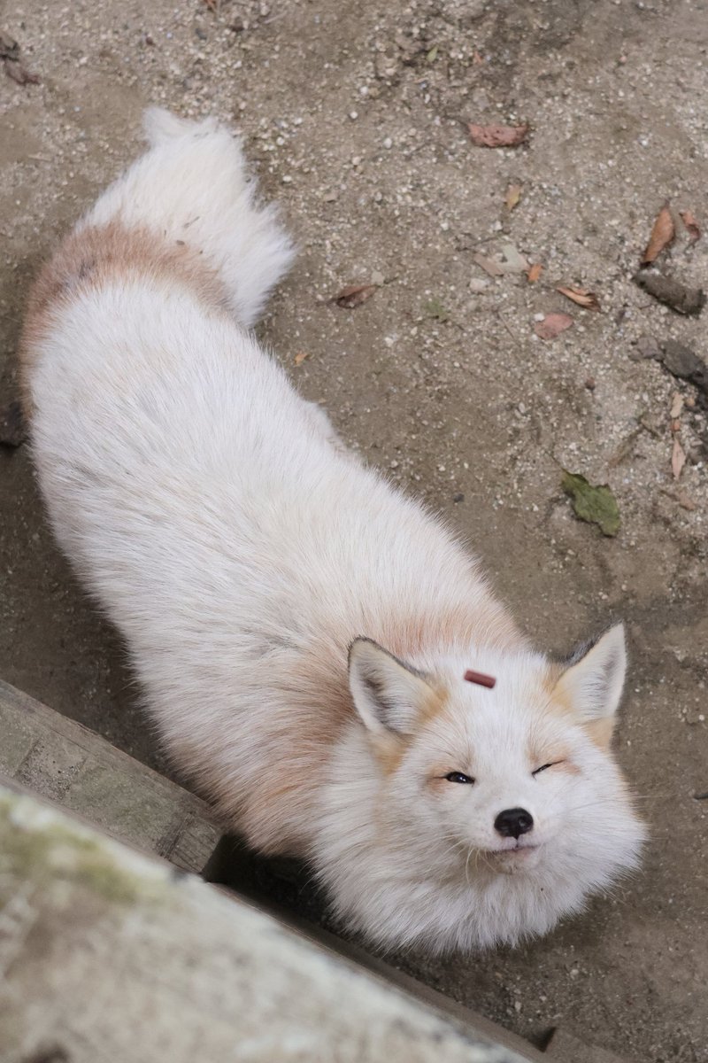 奈羅 (@Grayline) / Posts / X