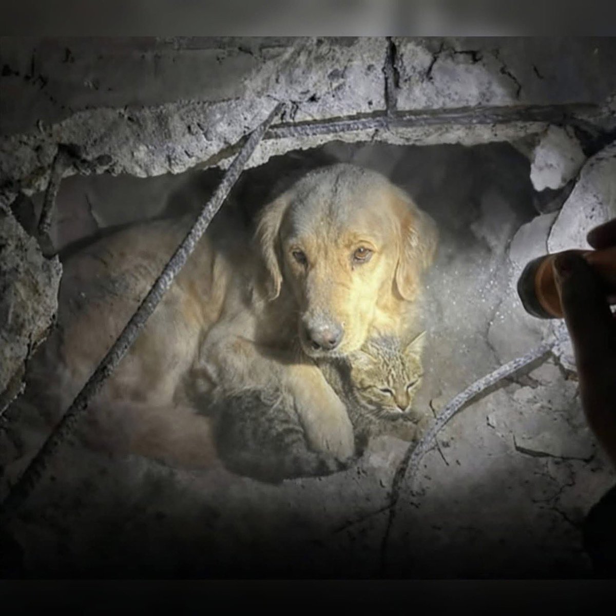 Un terremoto arrasó una aldea en segundos, dejando a los rescatistas con dificultades para encontrar supervivientes. Al segundo día, se oyeron ladridos débiles bajo los escombros. Los rescatistas cavaron, esperando encontrar a una persona, pero en su lugar encontraron un golden