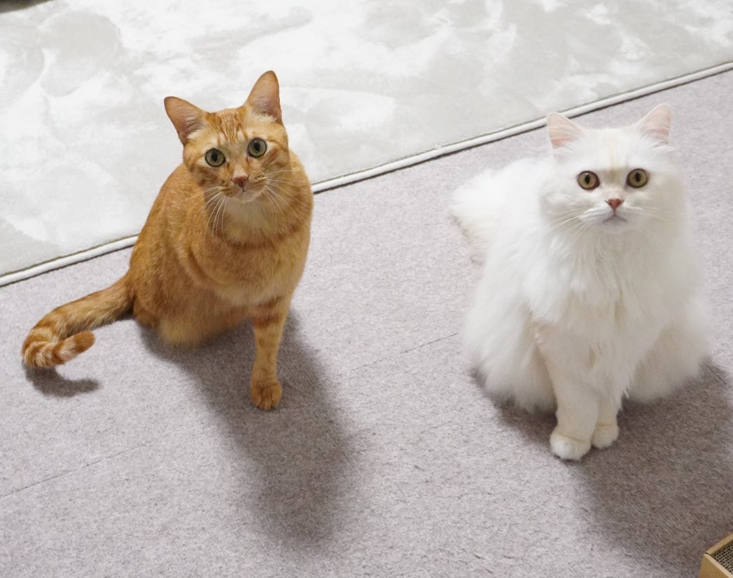 にゃんちゅー (@Nyanchu_1011) / Posts / X