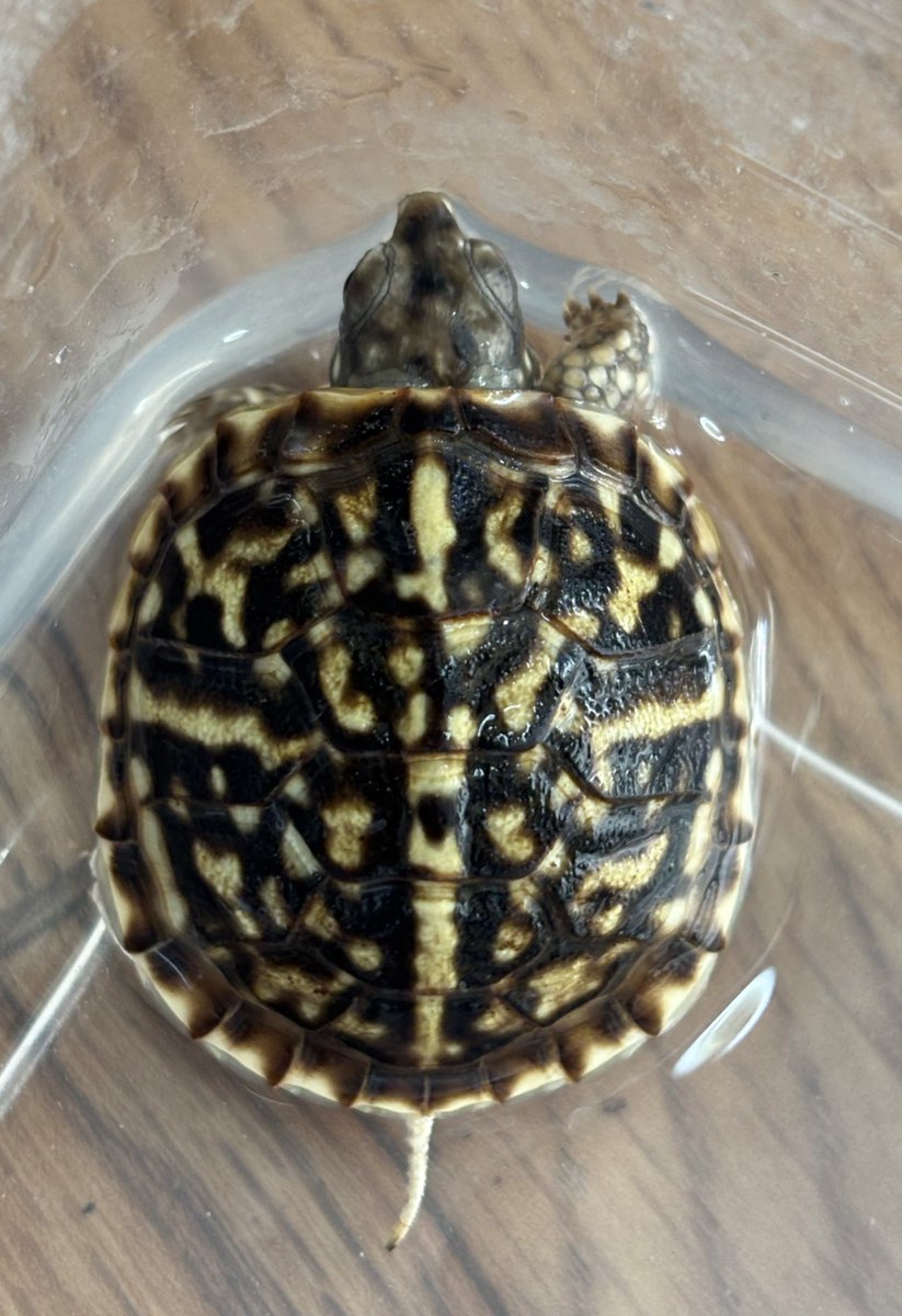 キタニシキハコガメ　国内CB

ニシキは自分のとこでも殖やしていますが、今年は他血統が欲しくなり日本国内のブリーダーさん達が殖やした素晴らしい個体を迎えさせてもらいました。
大事に飼育していきます😊