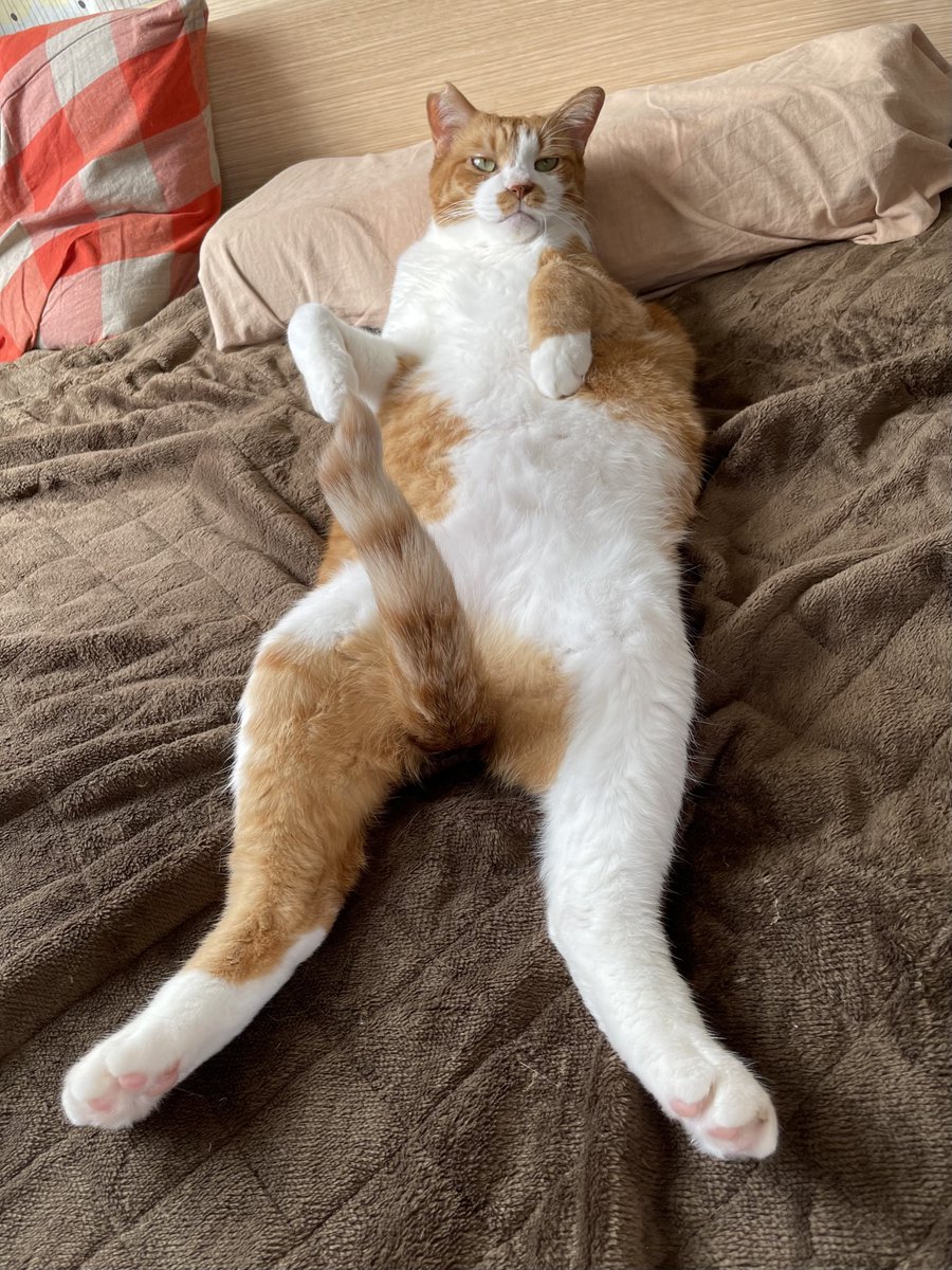 RT @mitoconcon: 最近可愛い猫ちゃんの画像にわざとセンシティブ設定し