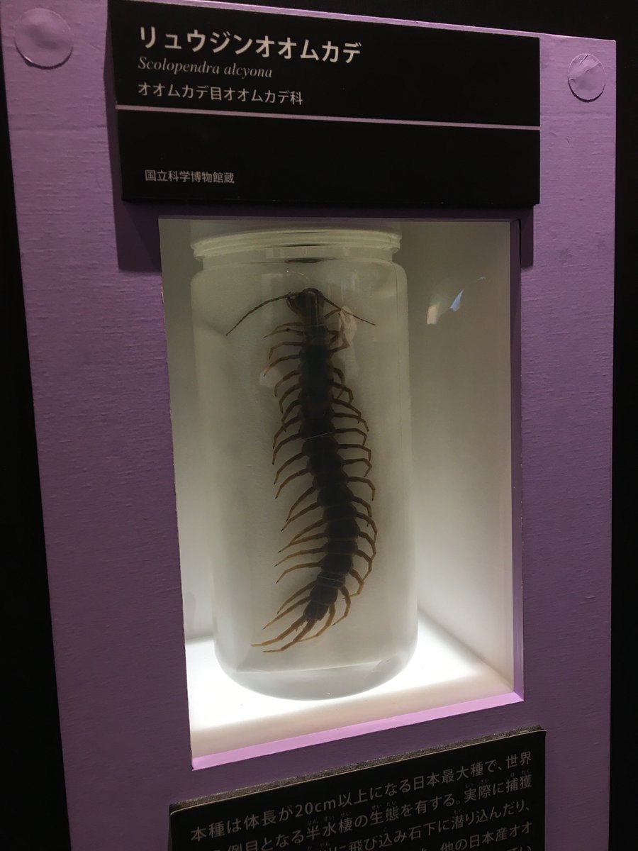 蝶々のモザイク STC ドイツ箱マグネットコレクション モルフォ蝶特装版 – ネイチャー