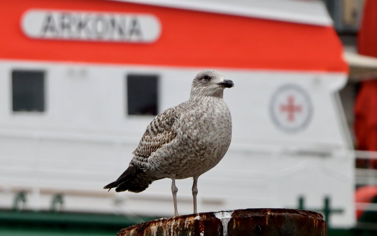 #TeamSeenotretter AHOI alá #Warnemünde 🙋‍♂️ Heute 🌲 Morgen 🚢 Schönes Wochenende  ❗️