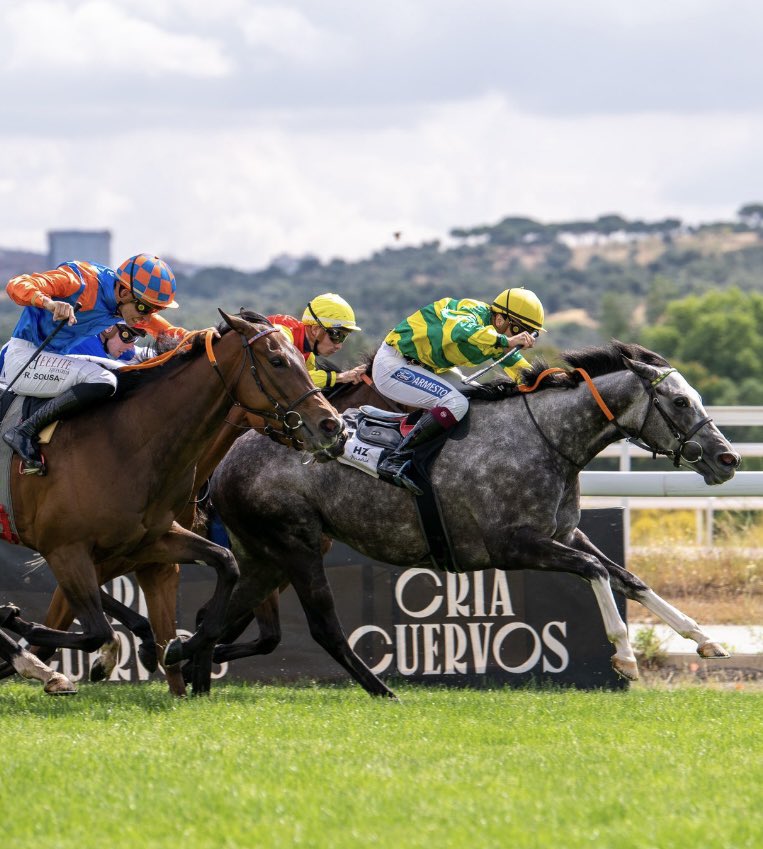 ArturoGrinda's tweet image. Análisis @StaminaTurf🏅para 2026 #AlWukair🏆 🏆🏆yeguas línea Danzig a través de la rama de Danehill. 
Gracias @JoaqunGL1 🙇‍♂️por hacer el cruce con Grey Infinity @Cuadra_SanJose 🔝🔝🔝